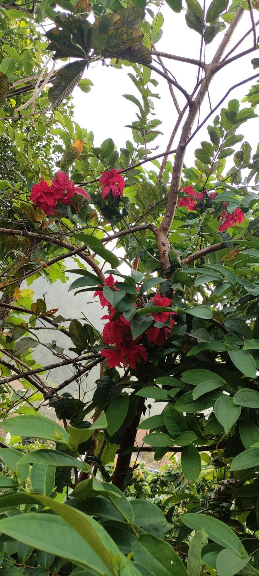 Koonamparayil Home Stay Munnar Anaviratty-Family Only 外观 照片